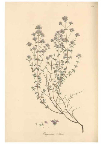 Reproducción/Reproduction 49557177858: Flora Graeca, sive, Plantarum rariorum historia, quas in provinciis aut insulis Graeciae /. Londini :Typis Richardi Taylor et socii, in Vico Shoe-Lane :MDCCCVI-MDCCCXL [1806-1840].. 