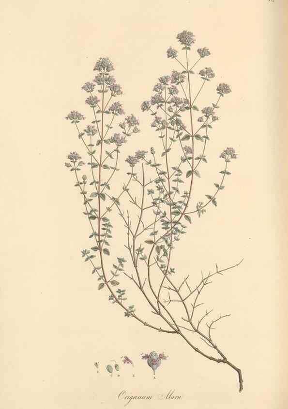 Reproducción/Reproduction 49557177858: Flora Graeca, sive, Plantarum rariorum historia, quas in provinciis aut insulis Graeciae /. Londini :Typis Richardi Taylor et socii, in Vico Shoe-Lane :MDCCCVI-MDCCCXL [1806-1840].. 
