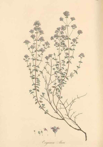 Reproducción/Reproduction 49557177858: Flora Graeca, sive, Plantarum rariorum historia, quas in provinciis aut insulis Graeciae /. Londini :Typis Richardi Taylor et socii, in Vico Shoe-Lane :MDCCCVI-MDCCCXL [1806-1840].. 