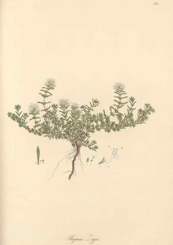 Reproducción/Reproduction 49557675241: Flora Graeca, sive, Plantarum rariorum historia, quas in provinciis aut insulis Graeciae /. Londini :Typis Richardi Taylor et socii, in Vico Shoe-Lane :MDCCCVI-MDCCCXL [1806-1840].. 