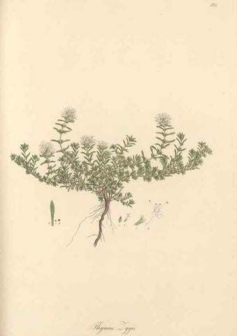 Reproducción/Reproduction 49557675241: Flora Graeca, sive, Plantarum rariorum historia, quas in provinciis aut insulis Graeciae /. Londini :Typis Richardi Taylor et socii, in Vico Shoe-Lane :MDCCCVI-MDCCCXL [1806-1840].. 