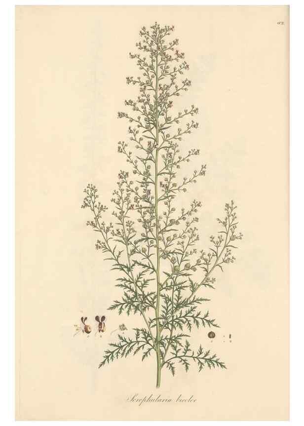 Reproducción/Reproduction 49557738301: Flora Graeca, sive, Plantarum rariorum historia, quas in provinciis aut insulis Graeciae /. Londini :Typis Richardi Taylor et socii, in Vico Shoe-Lane :MDCCCVI-MDCCCXL [1806-1840].. 