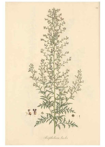 Reproducción/Reproduction 49557738301: Flora Graeca, sive, Plantarum rariorum historia, quas in provinciis aut insulis Graeciae /. Londini :Typis Richardi Taylor et socii, in Vico Shoe-Lane :MDCCCVI-MDCCCXL [1806-1840].. 