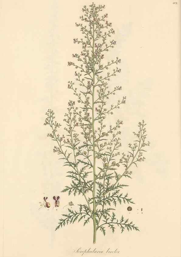 Reproducción/Reproduction 49557738301: Flora Graeca, sive, Plantarum rariorum historia, quas in provinciis aut insulis Graeciae /. Londini :Typis Richardi Taylor et socii, in Vico Shoe-Lane :MDCCCVI-MDCCCXL [1806-1840].. 
