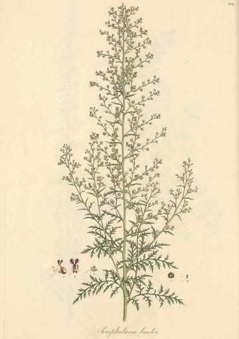 Reproducción/Reproduction 49557738301: Flora Graeca, sive, Plantarum rariorum historia, quas in provinciis aut insulis Graeciae /. Londini :Typis Richardi Taylor et socii, in Vico Shoe-Lane :MDCCCVI-MDCCCXL [1806-1840].. 