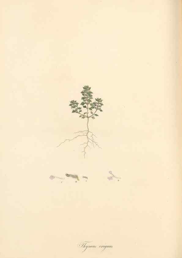 Reproducción/Reproduction 49557178513: Flora Graeca, sive, Plantarum rariorum historia, quas in provinciis aut insulis Graeciae /. Londini :Typis Richardi Taylor et socii, in Vico Shoe-Lane :MDCCCVI-MDCCCXL [1806-1840].. 