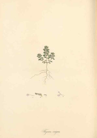 Reproducción/Reproduction 49557178513: Flora Graeca, sive, Plantarum rariorum historia, quas in provinciis aut insulis Graeciae /. Londini :Typis Richardi Taylor et socii, in Vico Shoe-Lane :MDCCCVI-MDCCCXL [1806-1840].. 