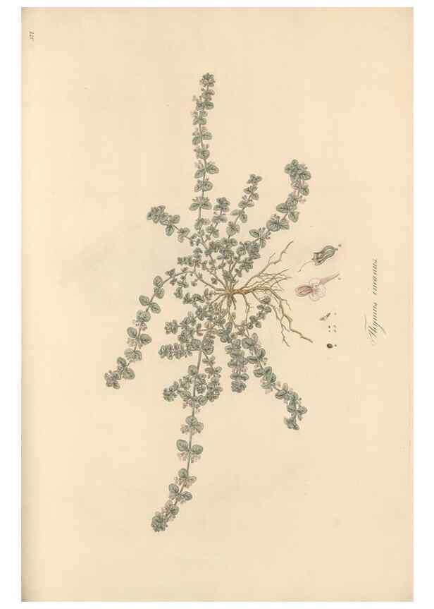Reproducción/Reproduction 49557179133: Flora Graeca, sive, Plantarum rariorum historia, quas in provinciis aut insulis Graeciae /. Londini :Typis Richardi Taylor et socii, in Vico Shoe-Lane :MDCCCVI-MDCCCXL [1806-1840].. 