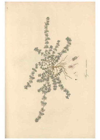 Reproducción/Reproduction 49557179133: Flora Graeca, sive, Plantarum rariorum historia, quas in provinciis aut insulis Graeciae /. Londini :Typis Richardi Taylor et socii, in Vico Shoe-Lane :MDCCCVI-MDCCCXL [1806-1840].. 
