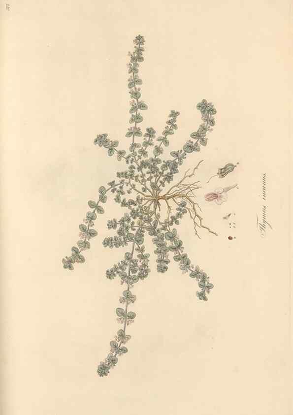 Reproducción/Reproduction 49557179133: Flora Graeca, sive, Plantarum rariorum historia, quas in provinciis aut insulis Graeciae /. Londini :Typis Richardi Taylor et socii, in Vico Shoe-Lane :MDCCCVI-MDCCCXL [1806-1840].. 