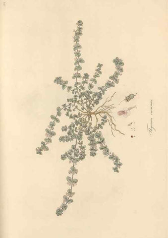 Reproducción/Reproduction 49557179133: Flora Graeca, sive, Plantarum rariorum historia, quas in provinciis aut insulis Graeciae /. Londini :Typis Richardi Taylor et socii, in Vico Shoe-Lane :MDCCCVI-MDCCCXL [1806-1840].. 
