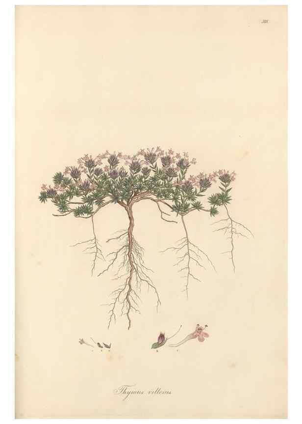 Reproducción/Reproduction 49557911097: Flora Graeca, sive, Plantarum rariorum historia, quas in provinciis aut insulis Graeciae /. Londini :Typis Richardi Taylor et socii, in Vico Shoe-Lane :MDCCCVI-MDCCCXL [1806-1840].. 