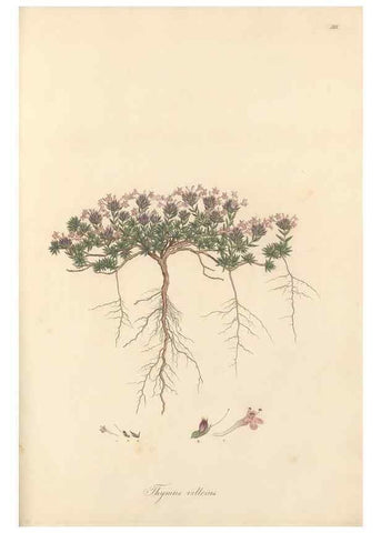 Reproducción/Reproduction 49557911097: Flora Graeca, sive, Plantarum rariorum historia, quas in provinciis aut insulis Graeciae /. Londini :Typis Richardi Taylor et socii, in Vico Shoe-Lane :MDCCCVI-MDCCCXL [1806-1840].. 