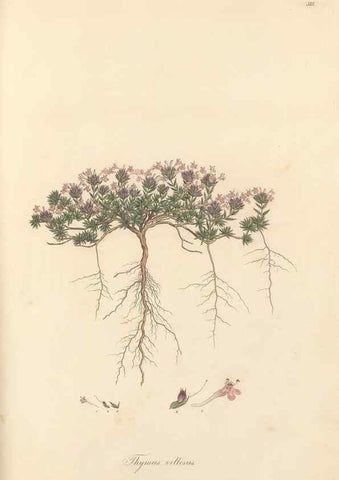 Reproducción/Reproduction 49557911097: Flora Graeca, sive, Plantarum rariorum historia, quas in provinciis aut insulis Graeciae /. Londini :Typis Richardi Taylor et socii, in Vico Shoe-Lane :MDCCCVI-MDCCCXL [1806-1840].. 
