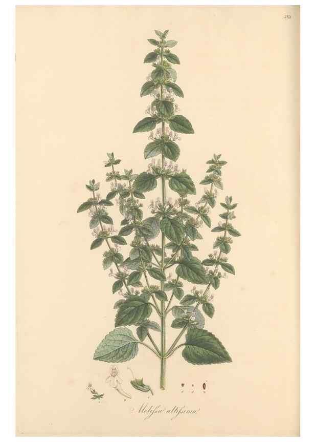 Reproducción/Reproduction 49557911417: Flora Graeca, sive, Plantarum rariorum historia, quas in provinciis aut insulis Graeciae /. Londini :Typis Richardi Taylor et socii, in Vico Shoe-Lane :MDCCCVI-MDCCCXL [1806-1840].. 