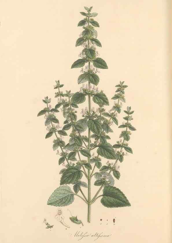 Reproducción/Reproduction 49557911417: Flora Graeca, sive, Plantarum rariorum historia, quas in provinciis aut insulis Graeciae /. Londini :Typis Richardi Taylor et socii, in Vico Shoe-Lane :MDCCCVI-MDCCCXL [1806-1840].. 