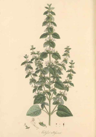 Reproducción/Reproduction 49557911417: Flora Graeca, sive, Plantarum rariorum historia, quas in provinciis aut insulis Graeciae /. Londini :Typis Richardi Taylor et socii, in Vico Shoe-Lane :MDCCCVI-MDCCCXL [1806-1840].. 
