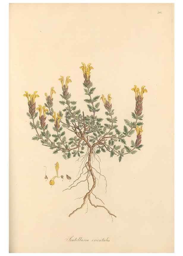Reproducción/Reproduction 49557911592: Flora Graeca, sive, Plantarum rariorum historia, quas in provinciis aut insulis Graeciae /. Londini :Typis Richardi Taylor et socii, in Vico Shoe-Lane :MDCCCVI-MDCCCXL [1806-1840].. 