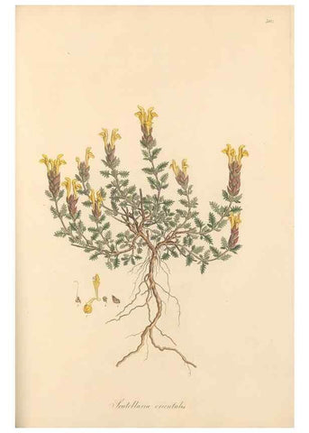 Reproducción/Reproduction 49557911592: Flora Graeca, sive, Plantarum rariorum historia, quas in provinciis aut insulis Graeciae /. Londini :Typis Richardi Taylor et socii, in Vico Shoe-Lane :MDCCCVI-MDCCCXL [1806-1840].. 