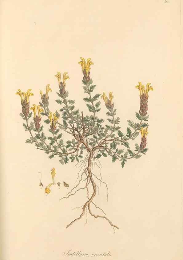 Reproducción/Reproduction 49557911592: Flora Graeca, sive, Plantarum rariorum historia, quas in provinciis aut insulis Graeciae /. Londini :Typis Richardi Taylor et socii, in Vico Shoe-Lane :MDCCCVI-MDCCCXL [1806-1840].. 