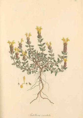 Reproducción/Reproduction 49557911592: Flora Graeca, sive, Plantarum rariorum historia, quas in provinciis aut insulis Graeciae /. Londini :Typis Richardi Taylor et socii, in Vico Shoe-Lane :MDCCCVI-MDCCCXL [1806-1840].. 