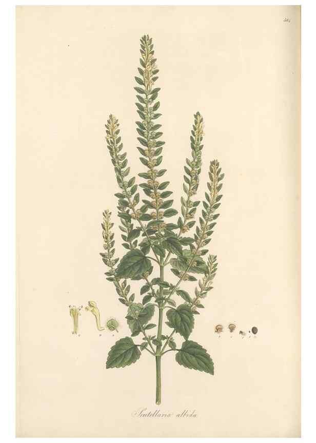 Reproducción/Reproduction 49557911862: Flora Graeca, sive, Plantarum rariorum historia, quas in provinciis aut insulis Graeciae /. Londini :Typis Richardi Taylor et socii, in Vico Shoe-Lane :MDCCCVI-MDCCCXL [1806-1840].. 