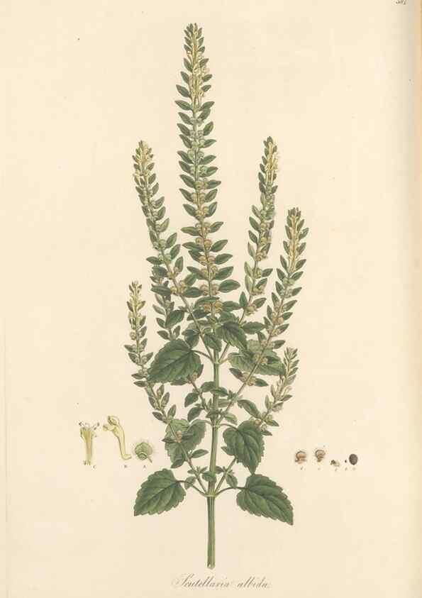Reproducción/Reproduction 49557911862: Flora Graeca, sive, Plantarum rariorum historia, quas in provinciis aut insulis Graeciae /. Londini :Typis Richardi Taylor et socii, in Vico Shoe-Lane :MDCCCVI-MDCCCXL [1806-1840].. 
