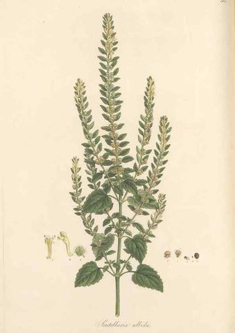 Reproducción/Reproduction 49557911862: Flora Graeca, sive, Plantarum rariorum historia, quas in provinciis aut insulis Graeciae /. Londini :Typis Richardi Taylor et socii, in Vico Shoe-Lane :MDCCCVI-MDCCCXL [1806-1840].. 