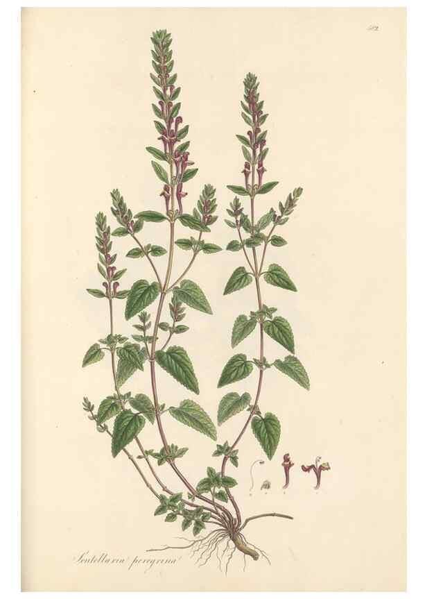 Reproducción/Reproduction 49557912227: Flora Graeca, sive, Plantarum rariorum historia, quas in provinciis aut insulis Graeciae /. Londini :Typis Richardi Taylor et socii, in Vico Shoe-Lane :MDCCCVI-MDCCCXL [1806-1840].. 