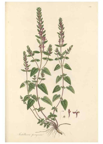 Reproducción/Reproduction 49557912227: Flora Graeca, sive, Plantarum rariorum historia, quas in provinciis aut insulis Graeciae /. Londini :Typis Richardi Taylor et socii, in Vico Shoe-Lane :MDCCCVI-MDCCCXL [1806-1840].. 