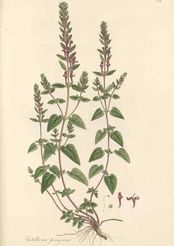 Reproducción/Reproduction 49557912227: Flora Graeca, sive, Plantarum rariorum historia, quas in provinciis aut insulis Graeciae /. Londini :Typis Richardi Taylor et socii, in Vico Shoe-Lane :MDCCCVI-MDCCCXL [1806-1840].. 