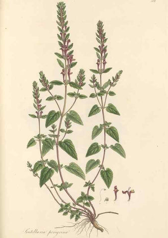 Reproducción/Reproduction 49557912227: Flora Graeca, sive, Plantarum rariorum historia, quas in provinciis aut insulis Graeciae /. Londini :Typis Richardi Taylor et socii, in Vico Shoe-Lane :MDCCCVI-MDCCCXL [1806-1840].. 