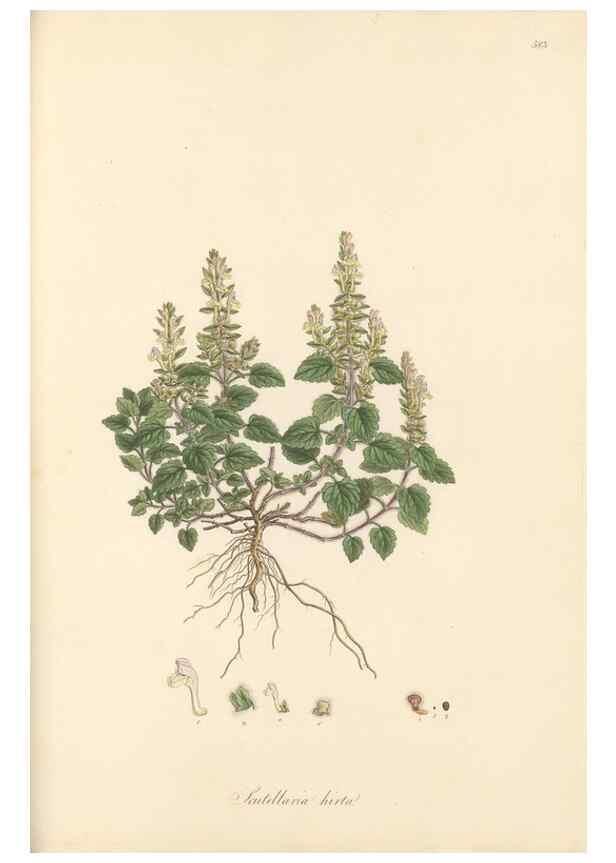 Reproducción/Reproduction 49557678121: Flora Graeca, sive, Plantarum rariorum historia, quas in provinciis aut insulis Graeciae /. Londini :Typis Richardi Taylor et socii, in Vico Shoe-Lane :MDCCCVI-MDCCCXL [1806-1840].. 