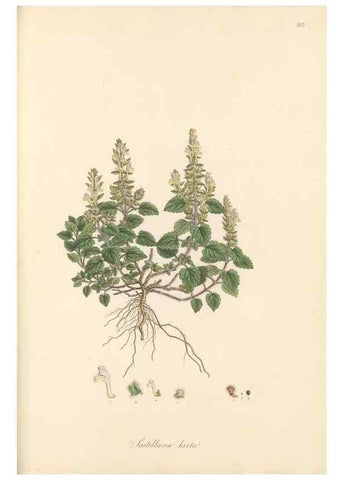 Reproducción/Reproduction 49557678121: Flora Graeca, sive, Plantarum rariorum historia, quas in provinciis aut insulis Graeciae /. Londini :Typis Richardi Taylor et socii, in Vico Shoe-Lane :MDCCCVI-MDCCCXL [1806-1840].. 