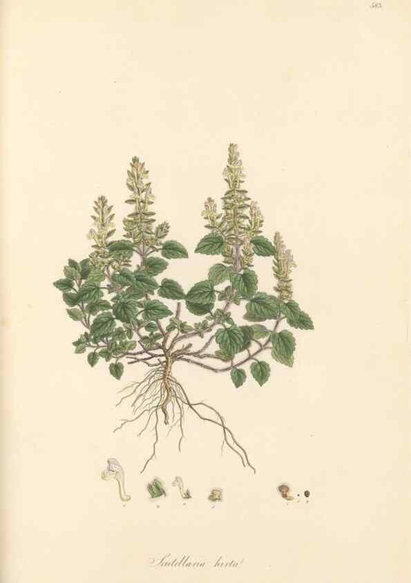 Reproducción/Reproduction 49557678121: Flora Graeca, sive, Plantarum rariorum historia, quas in provinciis aut insulis Graeciae /. Londini :Typis Richardi Taylor et socii, in Vico Shoe-Lane :MDCCCVI-MDCCCXL [1806-1840].. 