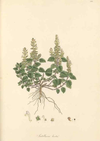 Reproducción/Reproduction 49557678121: Flora Graeca, sive, Plantarum rariorum historia, quas in provinciis aut insulis Graeciae /. Londini :Typis Richardi Taylor et socii, in Vico Shoe-Lane :MDCCCVI-MDCCCXL [1806-1840].. 