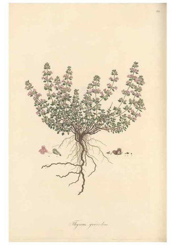 Reproducción/Reproduction 49557178863: Flora Graeca, sive, Plantarum rariorum historia, quas in provinciis aut insulis Graeciae /. Londini :Typis Richardi Taylor et socii, in Vico Shoe-Lane :MDCCCVI-MDCCCXL [1806-1840].. 