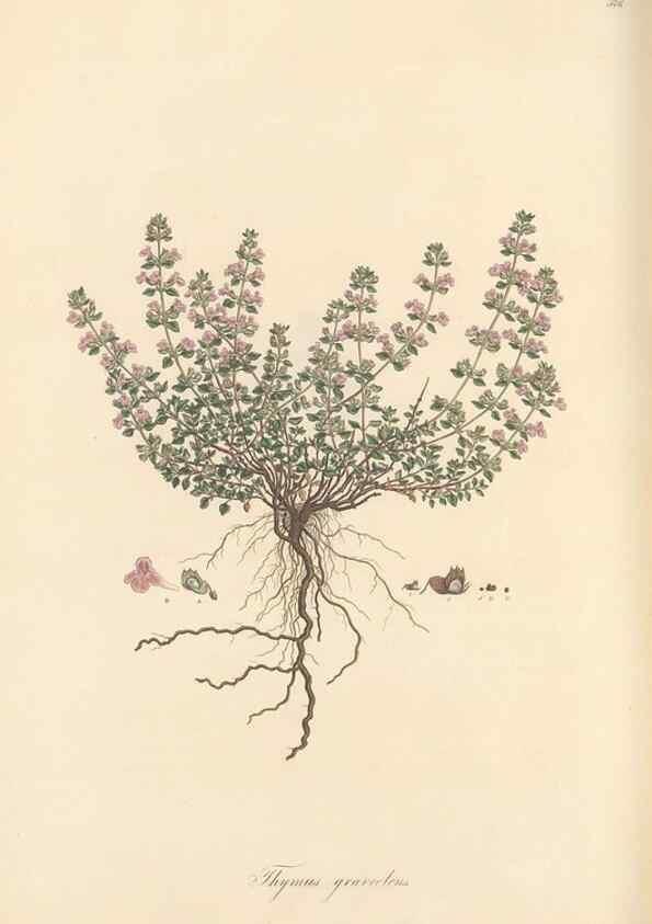 Reproducción/Reproduction 49557178863: Flora Graeca, sive, Plantarum rariorum historia, quas in provinciis aut insulis Graeciae /. Londini :Typis Richardi Taylor et socii, in Vico Shoe-Lane :MDCCCVI-MDCCCXL [1806-1840].. 