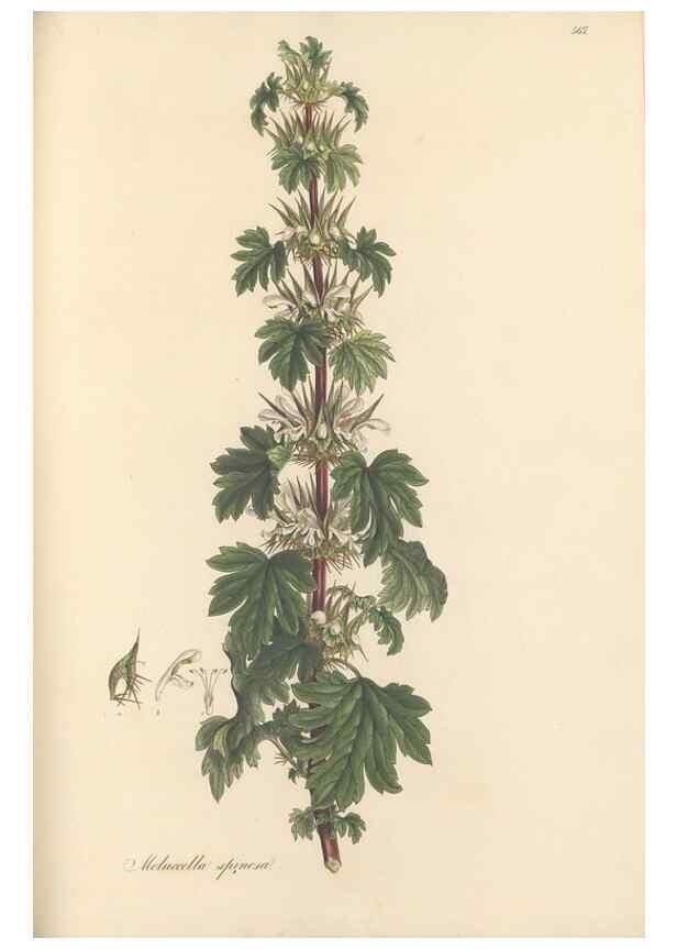 Reproducción/Reproduction 49557672876: Flora Graeca, sive, Plantarum rariorum historia, quas in provinciis aut insulis Graeciae /. Londini :Typis Richardi Taylor et socii, in Vico Shoe-Lane :MDCCCVI-MDCCCXL [1806-1840].. 