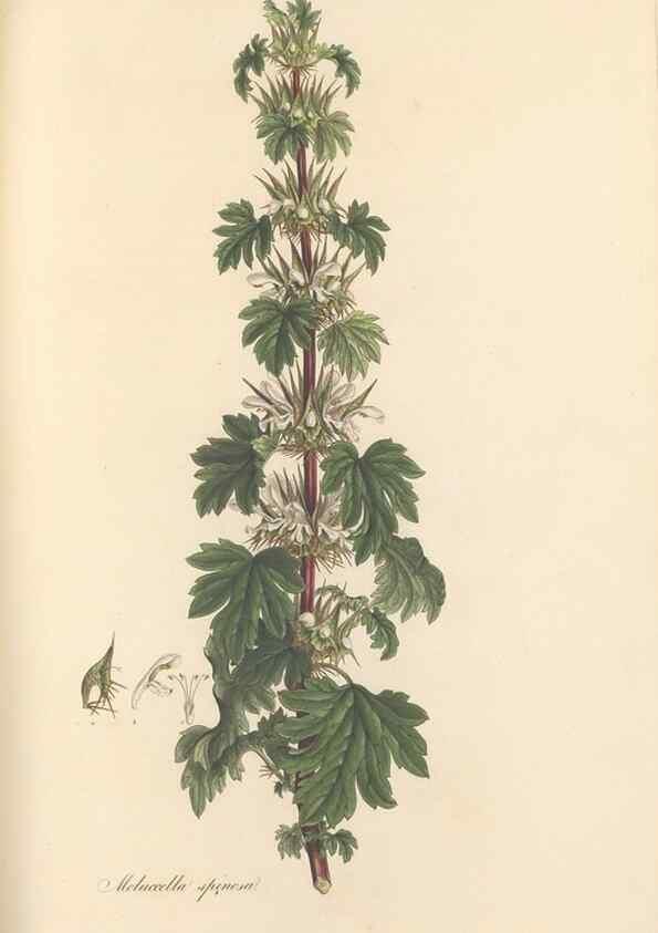 Reproducción/Reproduction 49557672876: Flora Graeca, sive, Plantarum rariorum historia, quas in provinciis aut insulis Graeciae /. Londini :Typis Richardi Taylor et socii, in Vico Shoe-Lane :MDCCCVI-MDCCCXL [1806-1840].. 