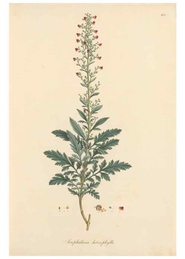 Reproducción/Reproduction 49557973357: Flora Graeca, sive, Plantarum rariorum historia, quas in provinciis aut insulis Graeciae /. Londini :Typis Richardi Taylor et socii, in Vico Shoe-Lane :MDCCCVI-MDCCCXL [1806-1840].. 