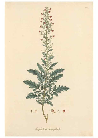 Reproducción/Reproduction 49557973357: Flora Graeca, sive, Plantarum rariorum historia, quas in provinciis aut insulis Graeciae /. Londini :Typis Richardi Taylor et socii, in Vico Shoe-Lane :MDCCCVI-MDCCCXL [1806-1840].. 