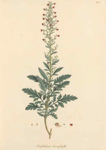 Reproducción/Reproduction 49557973357: Flora Graeca, sive, Plantarum rariorum historia, quas in provinciis aut insulis Graeciae /. Londini :Typis Richardi Taylor et socii, in Vico Shoe-Lane :MDCCCVI-MDCCCXL [1806-1840].. 