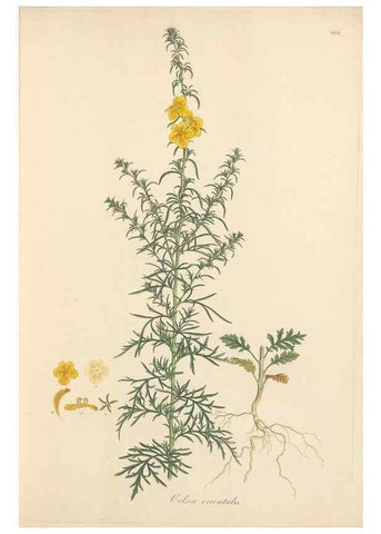Reproducción/Reproduction 49557973897: Flora Graeca, sive, Plantarum rariorum historia, quas in provinciis aut insulis Graeciae /. Londini :Typis Richardi Taylor et socii, in Vico Shoe-Lane :MDCCCVI-MDCCCXL [1806-1840].. 