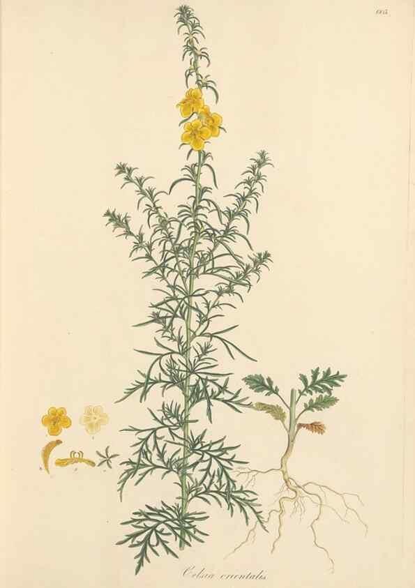 Reproducción/Reproduction 49557973897: Flora Graeca, sive, Plantarum rariorum historia, quas in provinciis aut insulis Graeciae /. Londini :Typis Richardi Taylor et socii, in Vico Shoe-Lane :MDCCCVI-MDCCCXL [1806-1840].. 