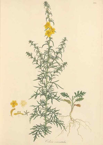 Reproducción/Reproduction 49557973897: Flora Graeca, sive, Plantarum rariorum historia, quas in provinciis aut insulis Graeciae /. Londini :Typis Richardi Taylor et socii, in Vico Shoe-Lane :MDCCCVI-MDCCCXL [1806-1840].. 