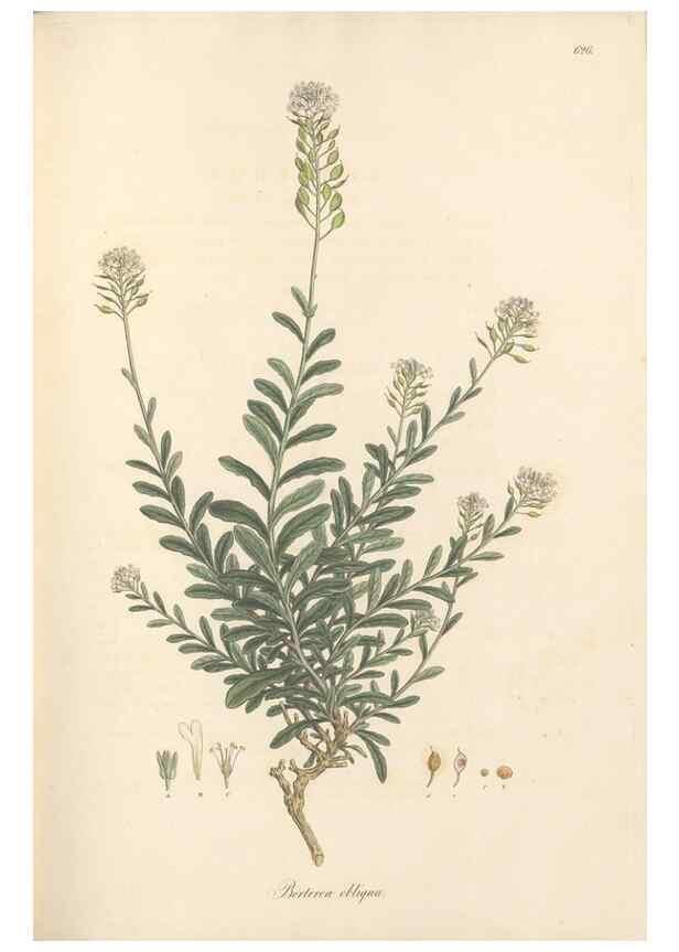 Reproducción/Reproduction 49557980357: Flora Graeca, sive, Plantarum rariorum historia, quas in provinciis aut insulis Graeciae /. Londini :Typis Richardi Taylor et socii, in Vico Shoe-Lane :MDCCCVI-MDCCCXL [1806-1840].. 