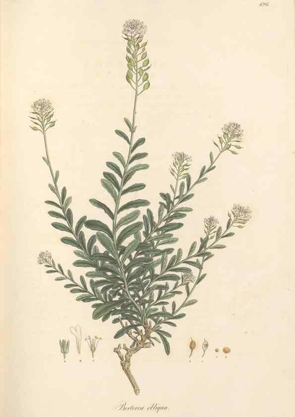 Reproducción/Reproduction 49557980357: Flora Graeca, sive, Plantarum rariorum historia, quas in provinciis aut insulis Graeciae /. Londini :Typis Richardi Taylor et socii, in Vico Shoe-Lane :MDCCCVI-MDCCCXL [1806-1840].. 