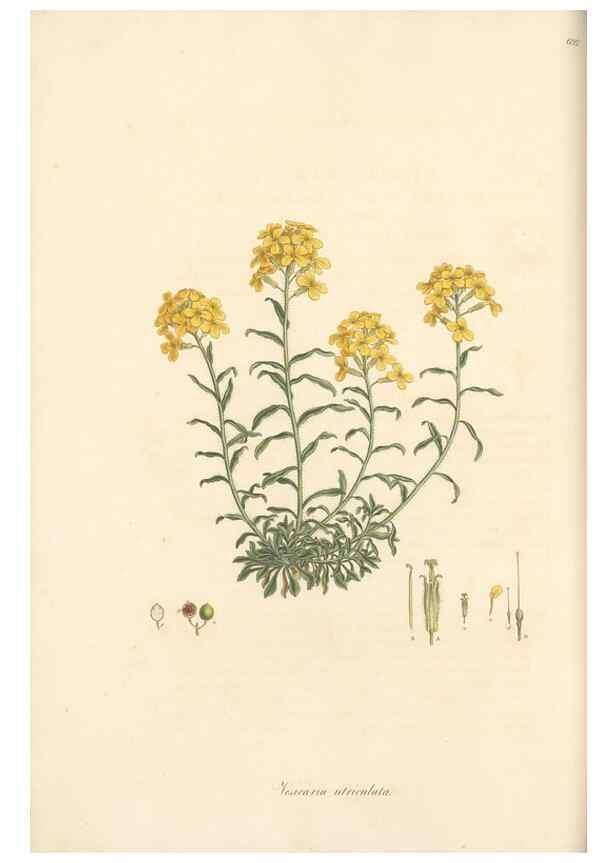 Reproducción/Reproduction 49557980652: Flora Graeca, sive, Plantarum rariorum historia, quas in provinciis aut insulis Graeciae /. Londini :Typis Richardi Taylor et socii, in Vico Shoe-Lane :MDCCCVI-MDCCCXL [1806-1840].. 
