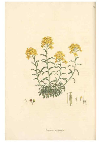Reproducción/Reproduction 49557980652: Flora Graeca, sive, Plantarum rariorum historia, quas in provinciis aut insulis Graeciae /. Londini :Typis Richardi Taylor et socii, in Vico Shoe-Lane :MDCCCVI-MDCCCXL [1806-1840].. 